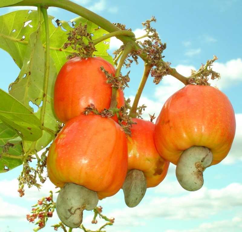 A melhor e maior variedade em Polpas de Frutas!